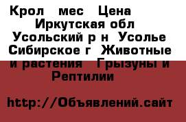 Крол 7 мес › Цена ­ 500 - Иркутская обл., Усольский р-н, Усолье-Сибирское г. Животные и растения » Грызуны и Рептилии   